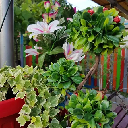 Casa Simona Gasthuis Două Mai