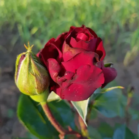 Casa Simona Pensjonat