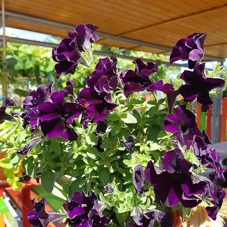 Casa Simona Konukevi Două Mai