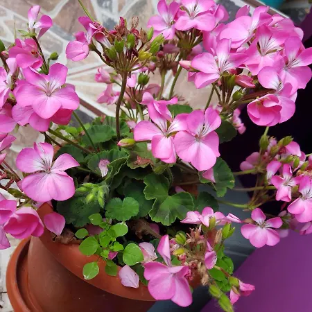 Konukevi Casa Simona 3*